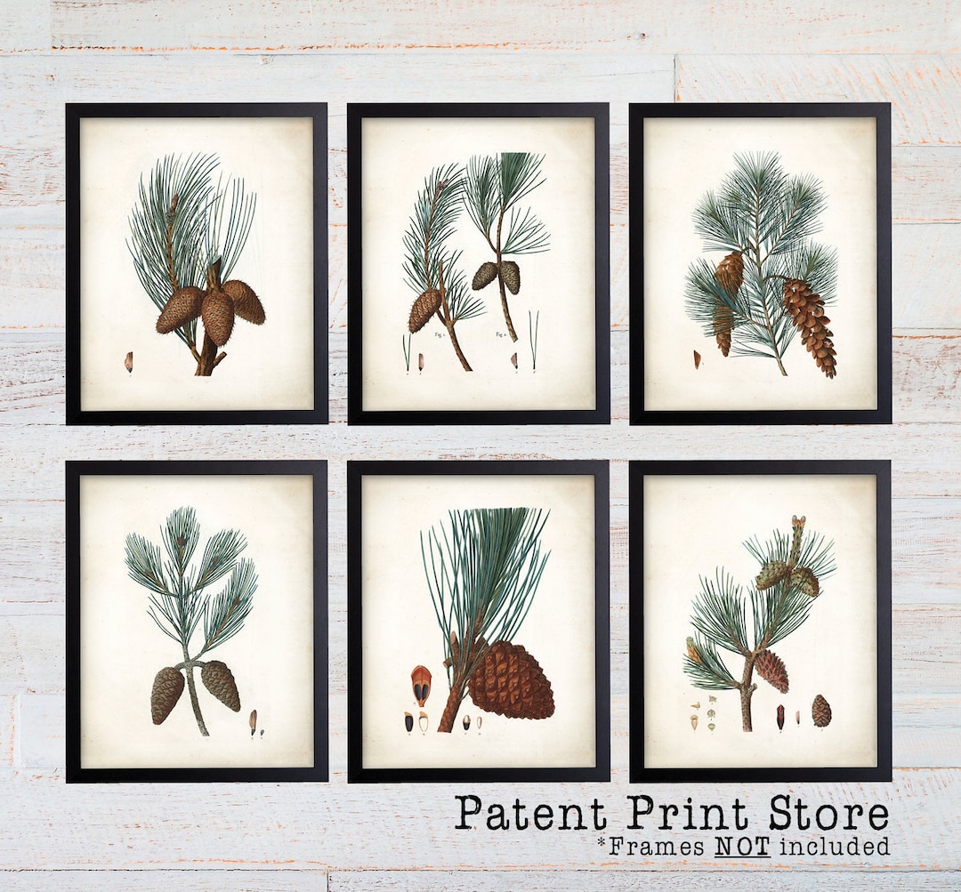 Antique Pine Tree Prints. Botanical Print. Art Print. Pine Prints. Antique Botanical Prints