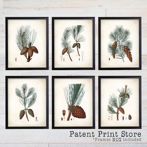 May include: Set of six vintage botanical prints featuring illustrations of pine branches with cones. The prints are in black frames and have a cream background.