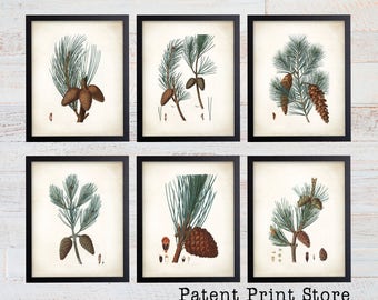 Antique Pine Tree Prints. Botanical Print. Art Print. Pine Prints. Antique Botanical Prints. Wall Art. Farmhouse Decor. Dining Room Art. 145