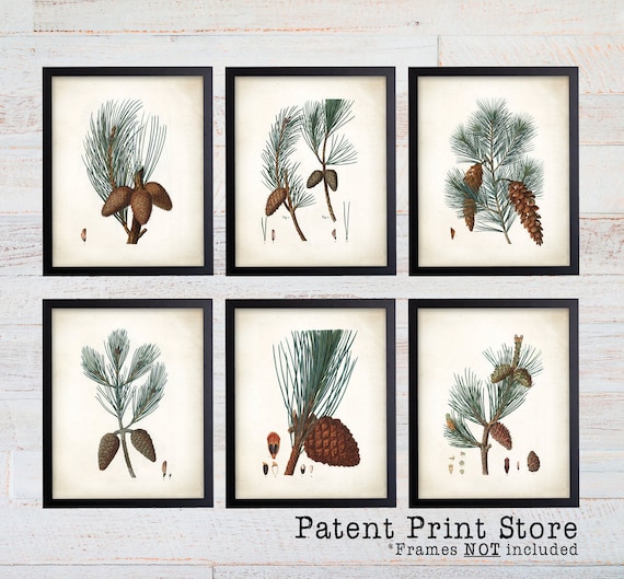 Antique Pine Tree Prints. Botanical Print. Art Print. Pine Prints. Antique Botanical Prints. Wall Art. Farmhouse Decor. Dining Room Art. 145