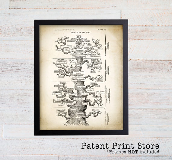 Pedigree of Man by Ernst Haeckel. Evolution Art Print. Science Art Print. Science Gift. Natural History Art Print. 079