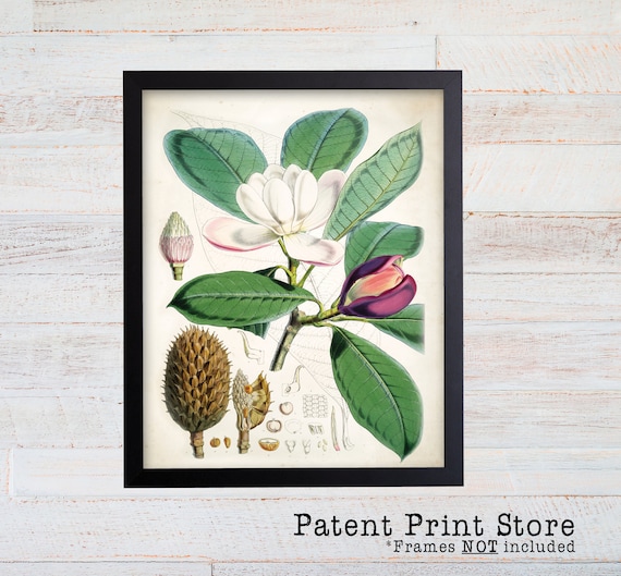 Vintage Magnolia Print. Botanical Print. Art Print. Magnolia Art. Antique Botanical Prints. Wall Art. Farmhouse Decor. Dining Room Art. 032