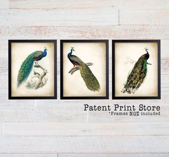 Antique Peacock Print Set of 3. Peacock Prints. Peacock Art. Living Room Wall Art. Living Room Wall Decor. Bird Prints. Bedroom Wall Art.
