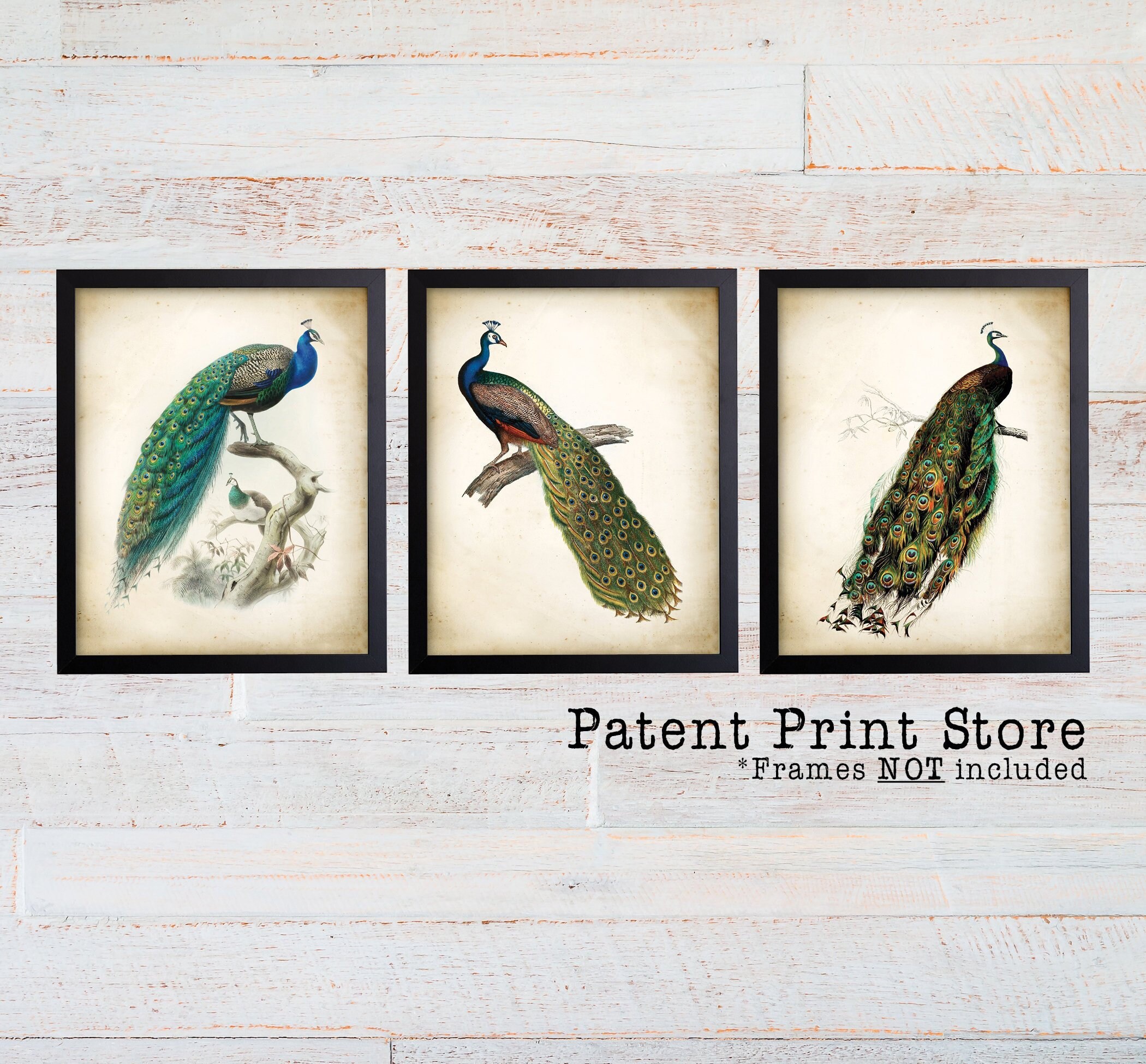 Antique Peacock Print Set of 3. Peacock Prints. Peacock Art. Living