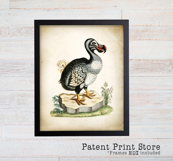Vintage Dodo Bird Print. Bird Prints. Antique Bird Prints. Dining Room Art. Living Room Art. Kitchen Art Decor. Bird Artwork. Bird Art. 078