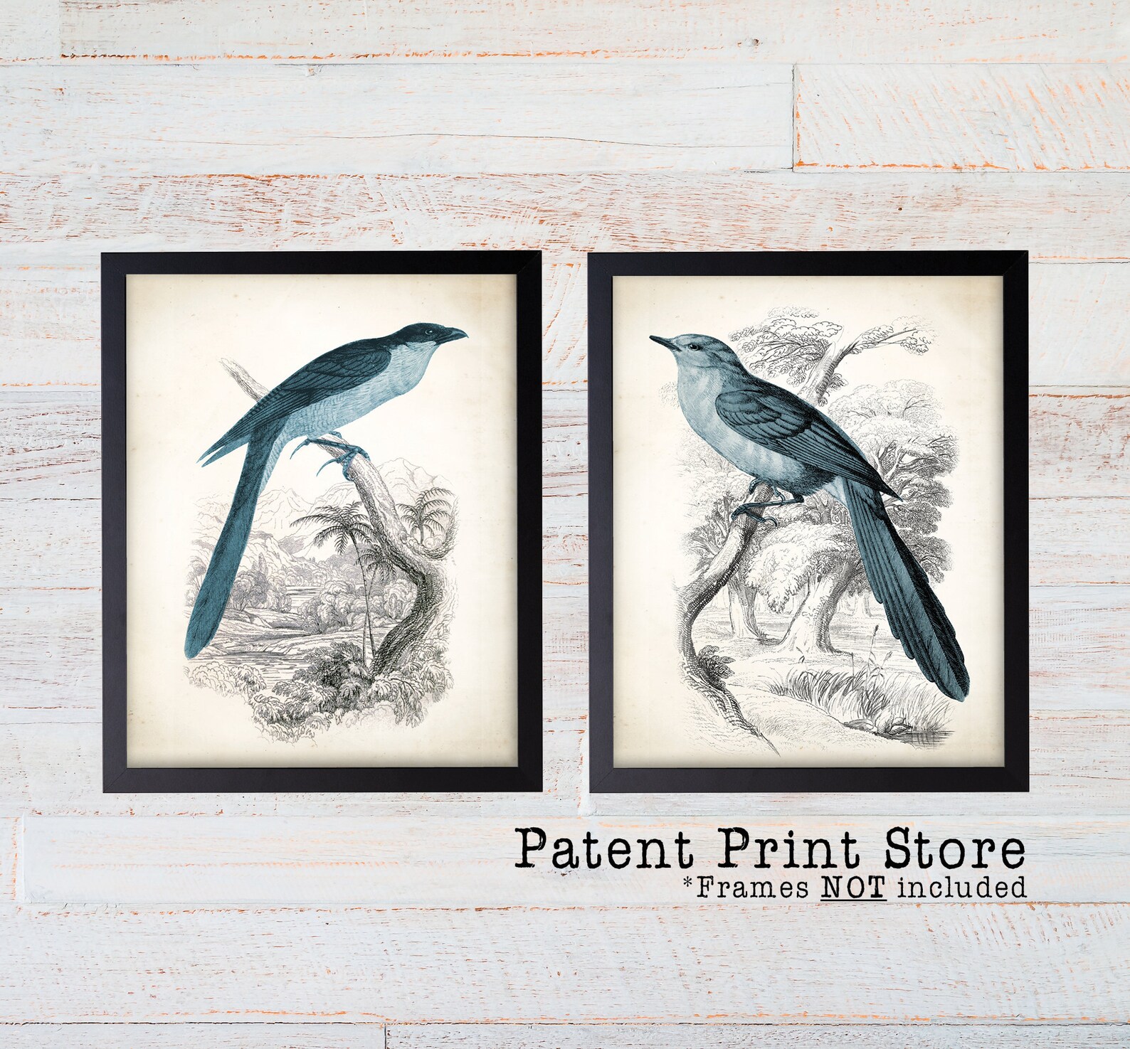Farmhouse Birds Print Set. Antique Bird Prints Farmhouse Etsy