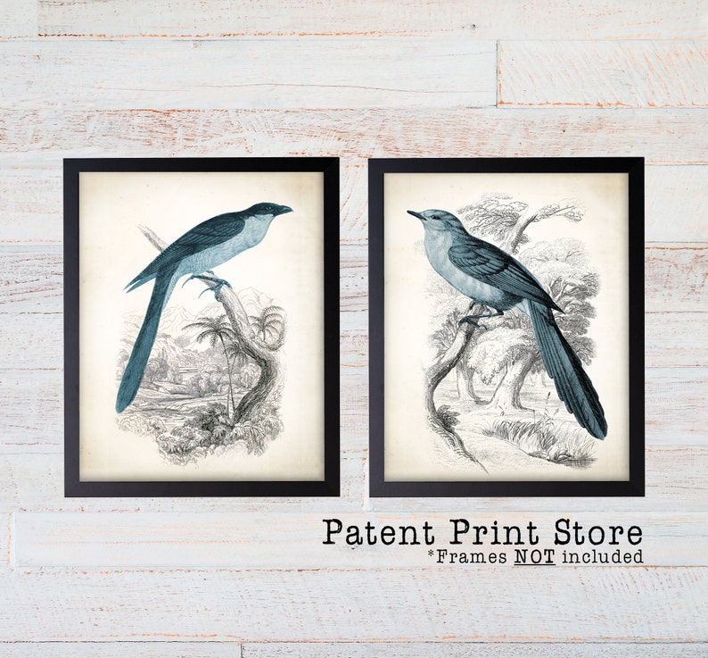 Farmhouse Birds Print Set. Antique Bird Prints Farmhouse image 2