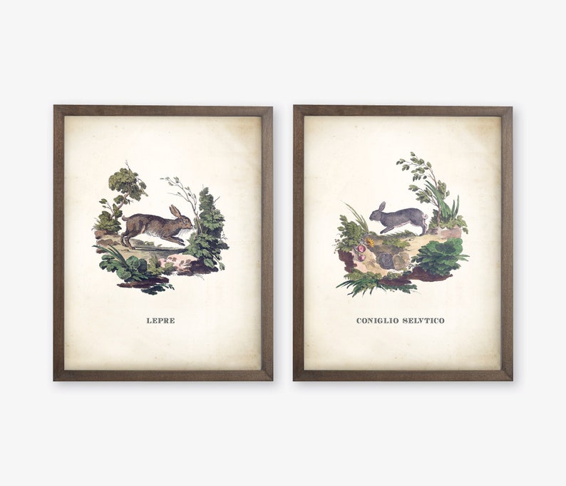 May include: Two vintage illustrations of rabbits in a natural setting. The left image features a brown rabbit running through a green forest with the text "LEPRE" below. The right image features a gray rabbit hopping through a green forest with the text "CONIGLIO SELVTTICO" below.