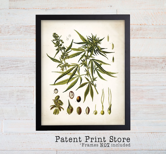 Marijuana Art. Marijuanna Gift. Weed Art. Cannabis Poster. Cannabis Art. Marijuana Print. Cannabis Sativa. Marijauna Print. Medicinal Plants