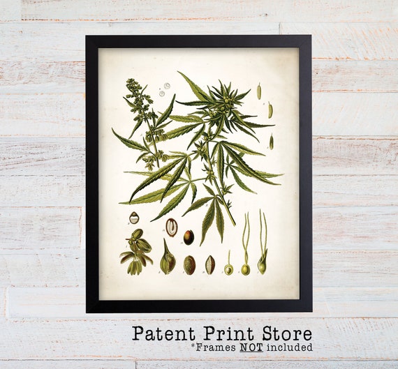 Marijuana Art. Marijuanna Gift. Weed Art. Cannabis Poster. Cannabis Art. Marijuana Print. Cannabis Sativa. Marijauna Print. Medicinal Plants