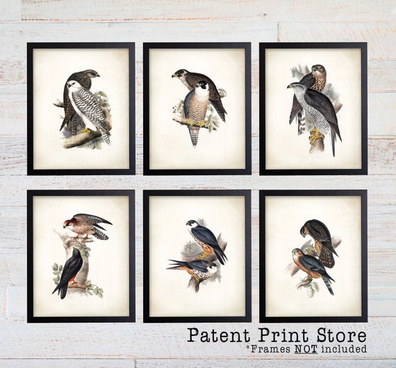 Falcon Art Prints. Falcon Print Set. Falcon Art. Bedroom. Bird Art. Bird Prints. Dining Room Art Prints. Wall Art. Farmhouse Decor. 158
