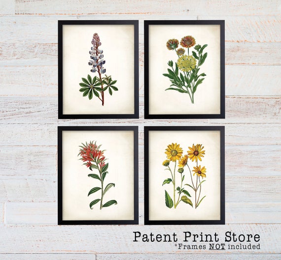 Texas Wildflower Botanical Art Prints. Botanical Print. Botanical poster. Botanical Illustration. Botanical Wall Art. Farmhouse Decor. (121)