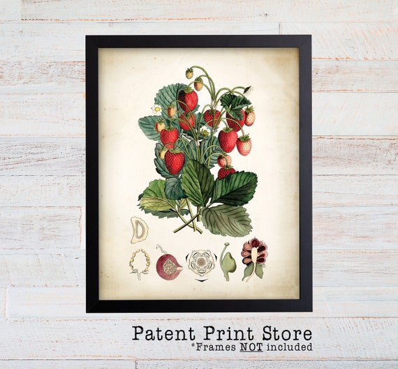 Strawberry Plant Print. Strawberries. Strawberry Art. Vintage Botanical Strawberry. Botanical Print. Strawberry Decor. Kitchen Decor. 161