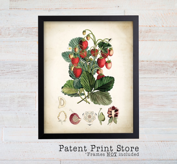 Strawberry Plant Print. Strawberries. Strawberry Art. Vintage Botanical Strawberry. Botanical Print. Strawberry Decor. Kitchen Decor. 161