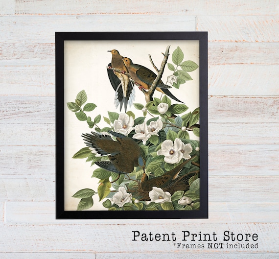 James Audubon Carolina Pigeon Art Print. Bird Print. Audubon Prints. Bedroom Art. Bird Artwork. Bird Print. Bird Art Print. Audubon Bird Art
