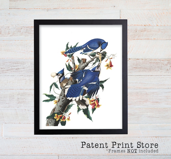 Vintage John James Audubon Blue Jay Art Print. Bird Prints. Audubon Prints. Dining Room Art. Living Room Art. Kitchen Art Decor. Birds. 029