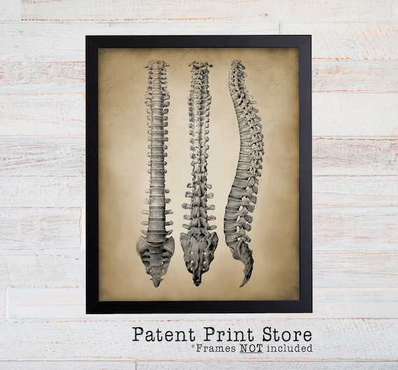 Antique Spine Art Print. Human Bones Art. Anatomy Wall Art. Human Anatomy Art Print. Spine Poster. Medical Art. Orthopedic Surgeon Gift.