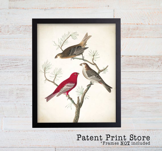 James Audubon Pine Grosbeak Art Print. Bird Print. Audubon Prints. Bedroom Art. Bird Artwork. Bird Print. Bird Art Print. Living Room.