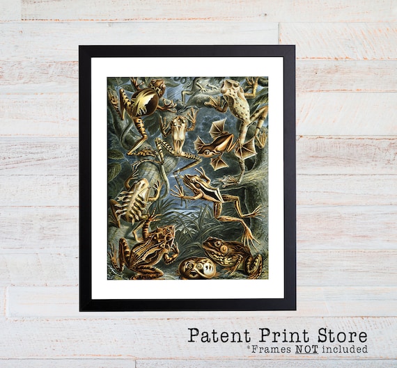 Ernst Haeckel Frog Illustration, Frog Poster, Frog Art Print, Natural History Wall Decor, Wall Art, Reptile Art, Haeckel Print. 091