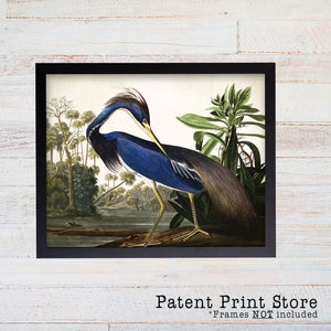 Vintage Louisiana Heron Print, John James Audubon Bird Art