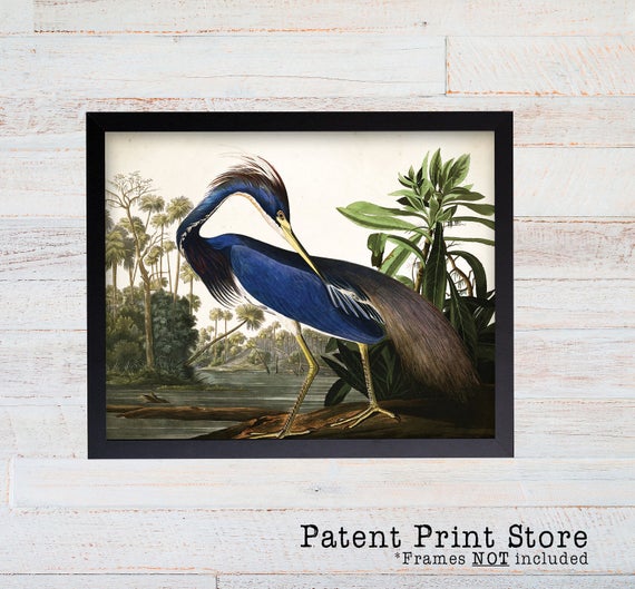 Vintage John James Audubon Louisiana Heron Print. Bird Prints. Audubon Prints. Dining Room Art. Living Room Art. Kitchen Art Decor. Birds 31
