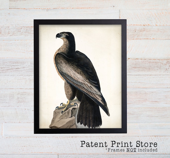 James Audubon Bird of Washington Art Print. Bird Print. Audubon Prints. Bedroom Art. Bird Artwork. Bird Print. Bird Art Print. Living Room.