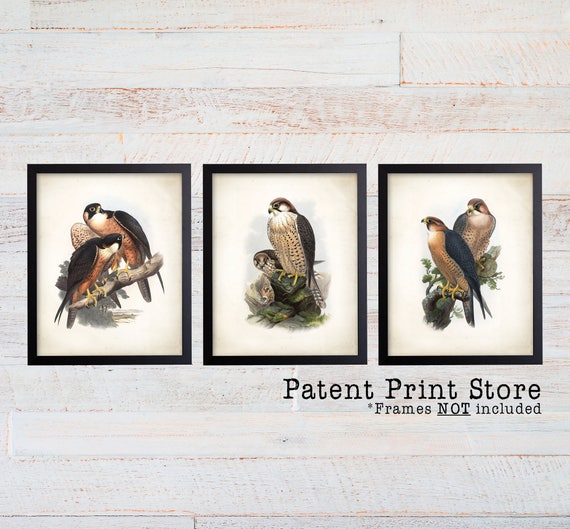 Falcon Art Print. Falcon Print. Birds of Prey. Vintage Bird Wall Art. Bird Art Print. Farmhouse Wall Art. Falconry Bird Decor. Office Art. 2