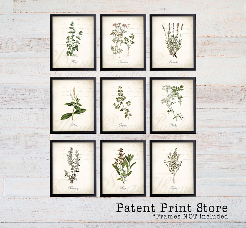 Vintage Herb Botanical Art Prints. Herb Prints. Herb Art. Herb Etsy