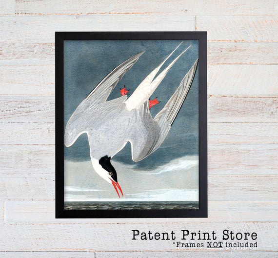 James Audubon Arctic Tern Art Print. Bird Print. Audubon Prints. Coastal Wall Art. Beach House Art. Nautical Decor. Coastal Art Prints.