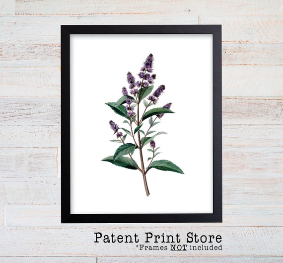 Vintage Peppermint Print. Botanical Print. Art Print. Antique Botanical Prints. Wall Art. Farmhouse Decor. Herb Art Print. Purple Flower.