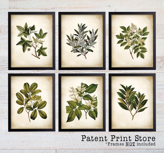 Green Tree Leaves Prints. Antique Botanical Green Tree Leaf Art Prints. Botanical Art. Botanical Prints. Leaves Art. Tree Art. Tree Prints.