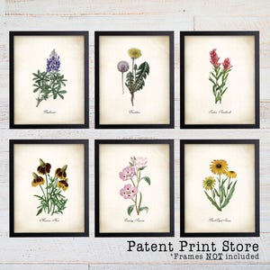 Texas Wildflower Botanical Art Prints. Botanical Print. Wildflower Print. Botanical poster. Botanical Illustration. Botanical Art. Farmhouse