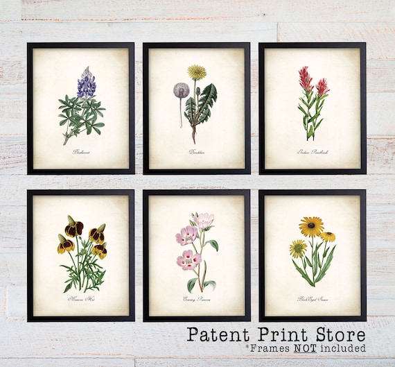 Texas Wildflower Botanical Art Prints. Botanical Print. Wildflower Print. Botanical poster. Botanical Illustration. Botanical Art. Farmhouse