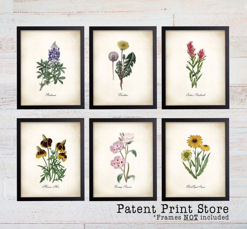 Texas Wildflower Botanical Art Prints. Botanical Print. Wildflower Print. Botanical poster. Botanical Illustration. Botanical Art. Farmhouse image 1