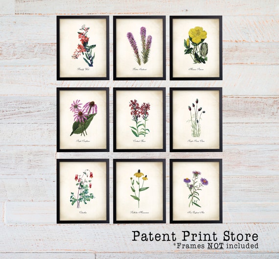 Missouri Wildflower Art Prints. Botanical Print. Wildflower Print. Botanical poster. Botanical Illustration. Botanical Art. Farmhouse Art.