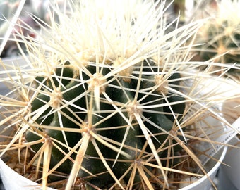 Very Special Cactus Echinocactus grusonii "Golden Barrel" in 4” pot white spine