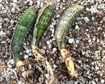 Peniocereus maculatus 4-inch pots