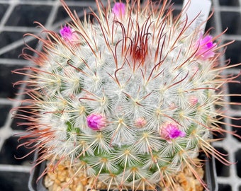 Mammillaria Bombycina Growing in 4”pot