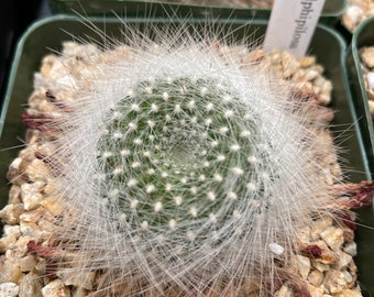 rebutia albipilosa Live plant