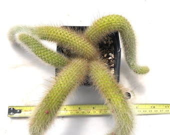 Cleistocactus Winteri Monkey's Tail Cactus /Very Special Cactus /The subject plant /multiple  tails in one pot /long tails