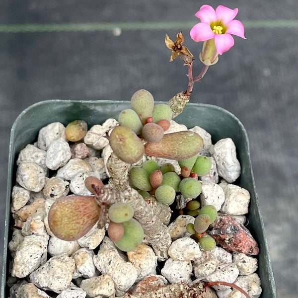 Tylecodon schaeferianus growing in 2” nursery pot