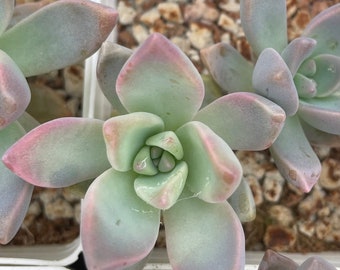 Graptopetalum paraguayense - Ghost Plant 3 rosettes cuttings not rooted