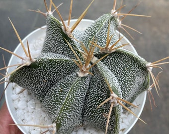 2.5 potted plant. Astrophytum hybrids Star Cactus