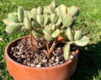 Old plant the subject old Variegated Cotyledon tomentosa Bears Claws as shown in the photos