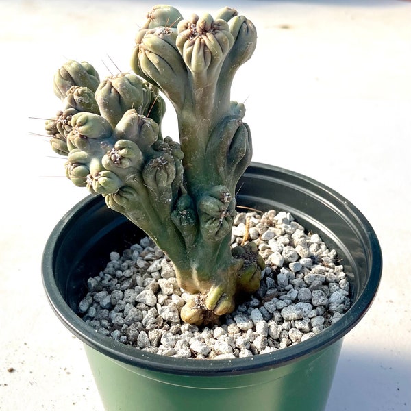 Ming Thing Cactus growing in 4” inch pot  Cereus Forbesii Monstrose  Monstrose Cactus Live Cactus Plant  House Plant