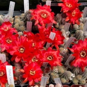 Echinopsis chamaecereus 'Peanut Cactus' growing in 2"pot