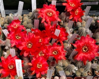 Echinopsis chamaecereus 'Peanut Cactus' growing in 2"pot