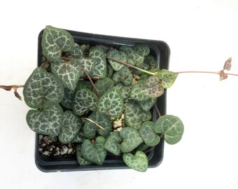 String of Hearts Plant  Ceropegia Woodii Growing in 4'' Square Nursery   Exotic Live Plant