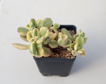 Old Stem Variegated Cotyledon tomentosa "Bears Paw" Rare Succulents  , One of a kind Collection