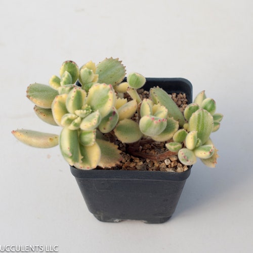 Old Stem Variegated Cotyledon tomentosa "Bears Paw" Rare Succulents  , One of a kind Collection